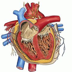 Инфаркт миокарда - Патофизиология