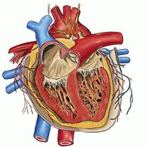 обследование сердца при ишимической болезни